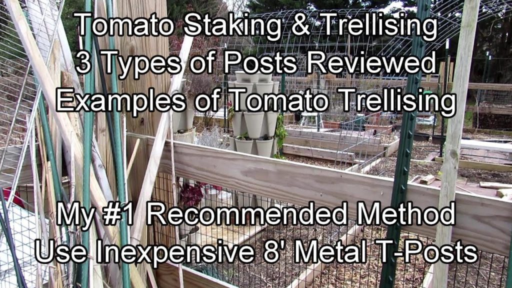 My #1 Recommendation for Tomato Staking and Vertical Gardening: Cheap & Indestructible 8' T-Posts