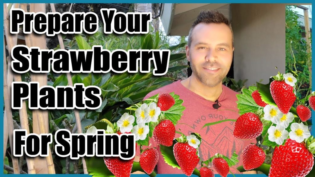 California Garden TV: Prepare Your Strawberries for Spring NOW. All Climates! Prepare Your Strawberries for Spring NOW. All Climates!