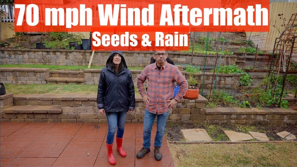 CaliKim: 70 Mph Wind Aftermath, Seeds & Rain🎋🌨 70 Mph Wind Aftermath, Seeds & Rain🎋🌨