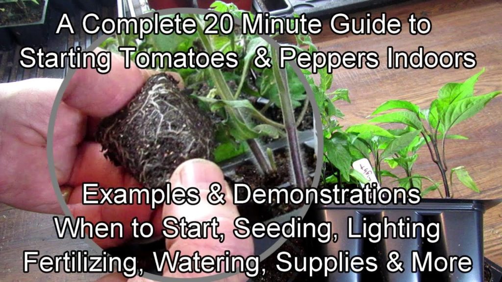 A Complete 20 Minute Guide to Starting Tomatoes & Peppers Indoors: See Description for Details!