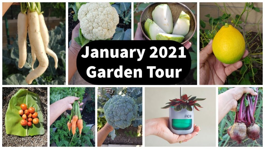 California Gardening: Full Jan 2021 Garden Tour – Vegetable Harvests, Gardening Tips & Grow Light Giveaway Winner! Full Jan 2021 Garden Tour - Vegetable Harvests, Gardening Tips & Grow Light Giveaway Winner!