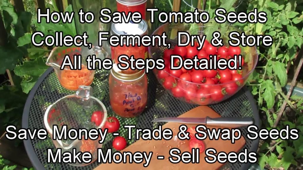 How to Collect Tomato Seeds from Fermentation to Storage - All the Steps: Save, Sell and Swap Seeds!