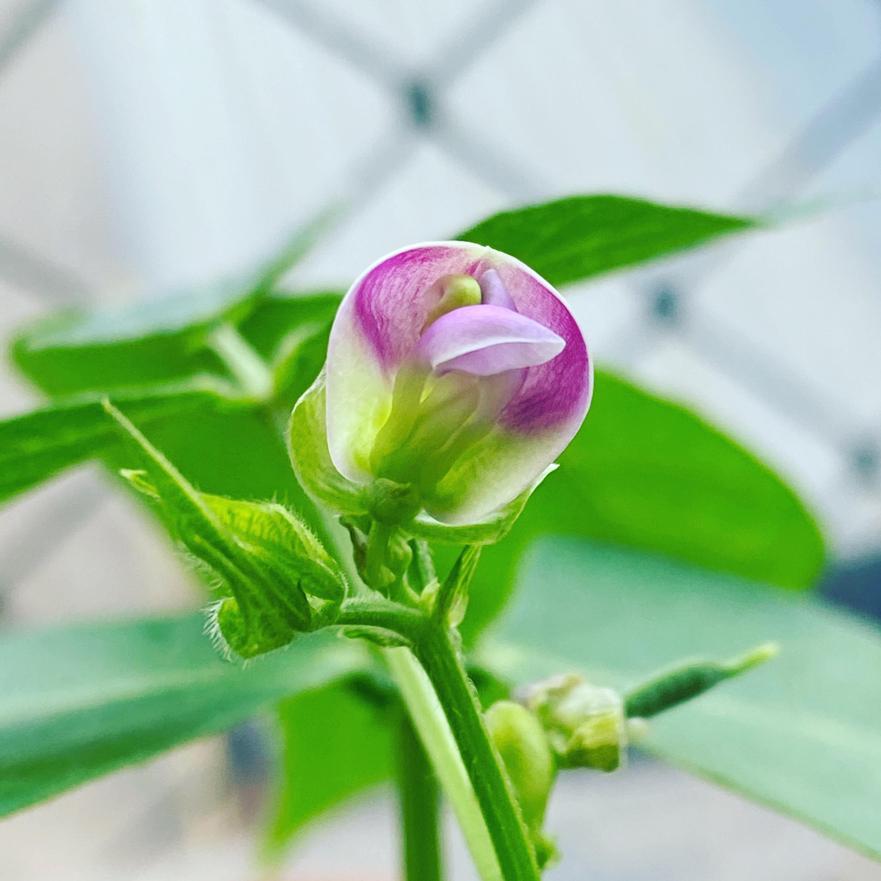 All For Gardening: Bean flower - All For Gardening
