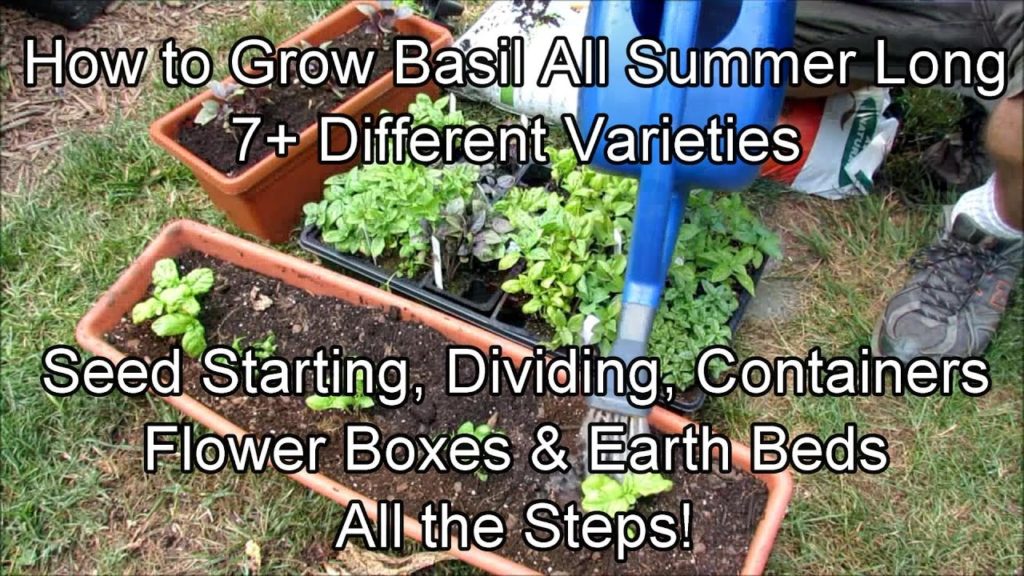 How to  Grow Basil All Summer Long: Seed Starting, Dividing, Flower Boxes, Containers & Earth Beds
