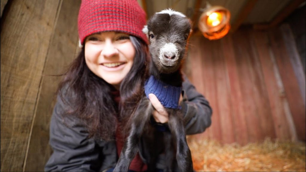 These TINY Goats were struggling, so I made them sweaters (Take heart, Gardener) | VLOG