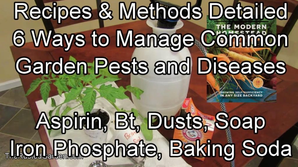Gary Pilarchik: 6 Ways to Manage Common Garden Pests and Diseases – Methods & Recipes: From Aspirin to Dusts & More 6 Ways to Manage Common Garden Pests and Diseases - Methods & Recipes: From Aspirin to Dusts & More