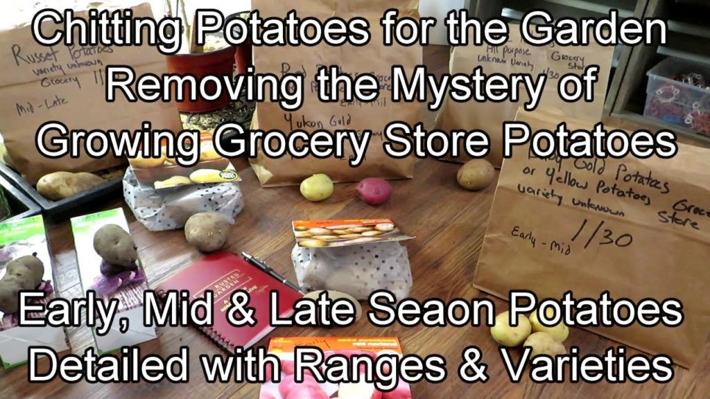 Chitting Grocery Store Potatoes & Others for Garden Planting: Early, Mid & Late Season Varieties