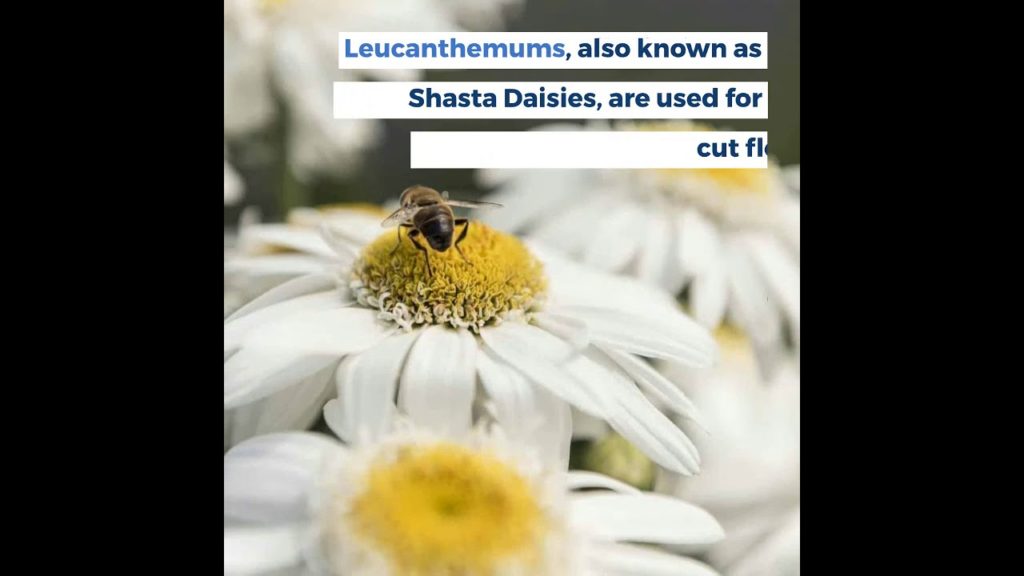 All-America Selections Flowers & Vegetables: Leucanthemum Sweet Daisy Birdy Leucanthemum Sweet Daisy Birdy