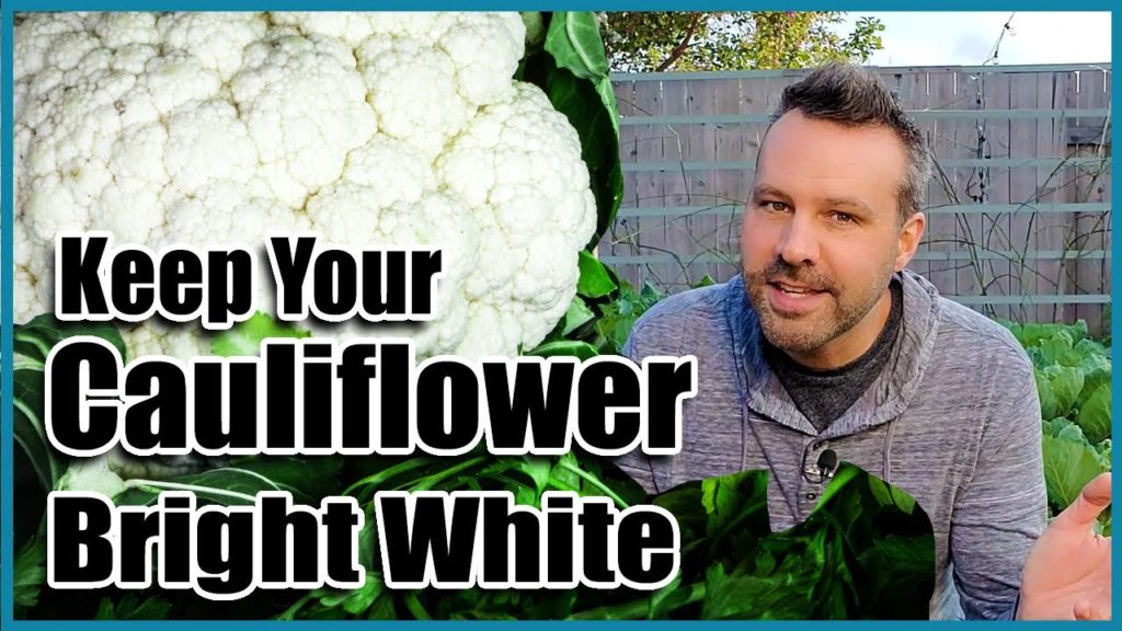 California Garden TV: Keep Your Cauliflower Bright White – Quick Tip Tuesday Keep Your Cauliflower Bright White - Quick Tip Tuesday