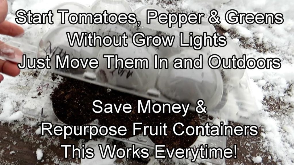 Gary Pilarchik: Repurposing Fruit Containers for Seed Staring – No Grow Lights Needed: Move them In and Outdoors! Repurposing Fruit Containers for Seed Staring - No Grow Lights Needed: Move them In and Outdoors!