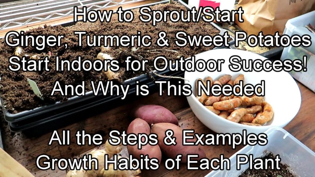 How & Why to Start Ginger, Turmeric & Sweet Potatoes Indoors: Growth Examples, Time Frames & More!