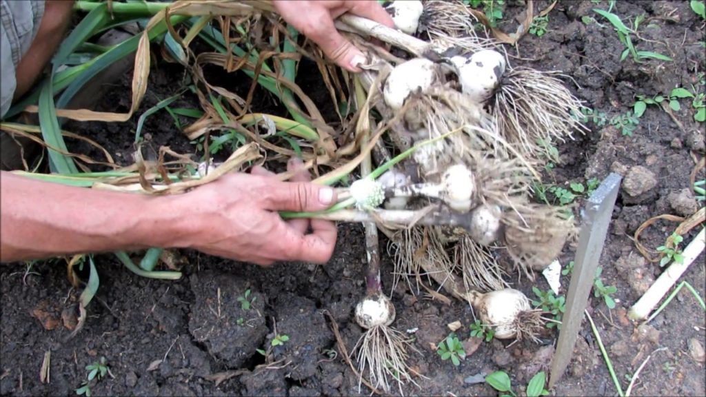Gary Pilarchik: Hardneck Garlic Harvest from Earth Beds & Containers: Scapes, Fall Planting & Early Summer Harvest Hardneck Garlic Harvest from Earth Beds & Containers: Scapes, Fall Planting & Early Summer Harvest