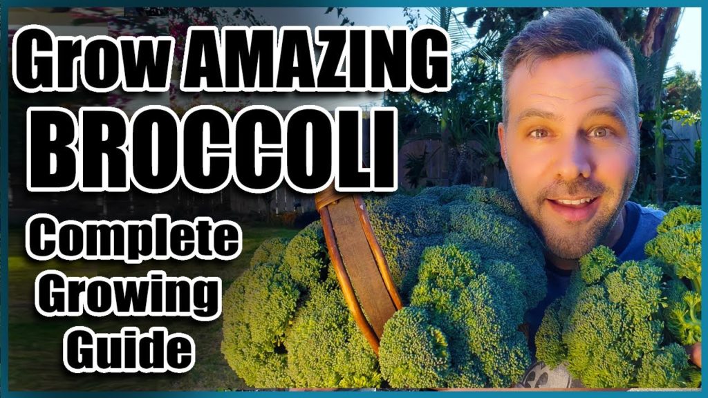 California Garden TV: How to Grow Broccoli – Complete Guide – Seed to Harvest How to Grow Broccoli - Complete Guide - Seed to Harvest