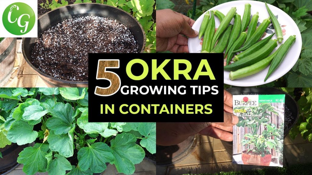 California Gardening: Top 5 Okra Growing Tips – How to grow okra in containers and get LOTS of Okra – Baby Bubba Okra Top 5 Okra Growing Tips - How to grow okra in containers and get LOTS of Okra - Baby Bubba Okra