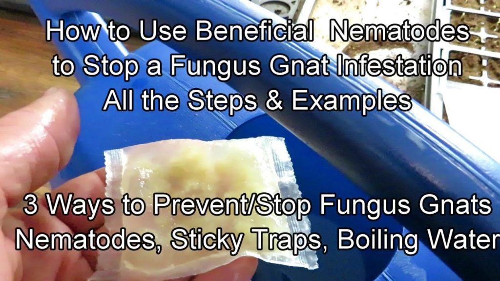 3 Ways to Prevent/Stop Fungus Gnat Infestations: How to Use Nematodes, Yellow Traps & Boiling Water