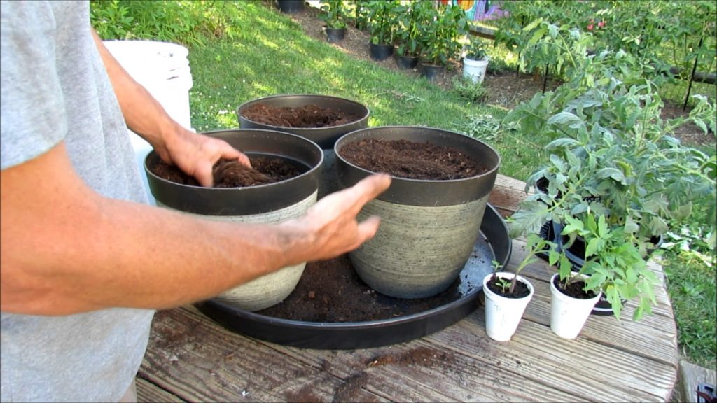 Gary Pilarchik: A Tomato Watering Tray/Pool for Determinate Container Tomatoes: Simple Set Up & Only Water Weekly A Tomato Watering Tray/Pool for Determinate Container Tomatoes: Simple Set Up & Only Water Weekly