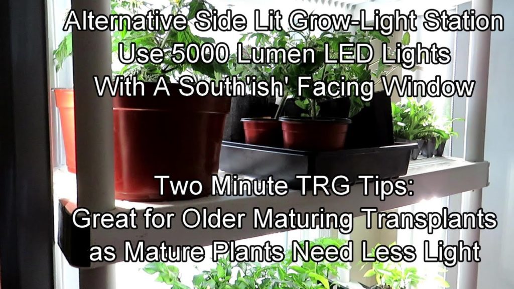 Gary Pilarchik: Alternative LED Side Lit Grow-Light Station: Great for Older Maturing Plants: Two Minute TRG Tips Alternative LED Side Lit Grow-Light Station: Great for Older Maturing Plants: Two Minute TRG Tips