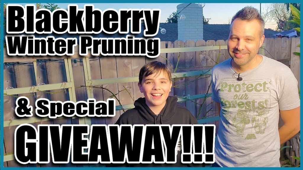 California Garden TV: How to Prune Blackberries NOW. Plus Very SPECIAL GIVEAWAY! How to Prune Blackberries NOW. Plus Very SPECIAL GIVEAWAY!