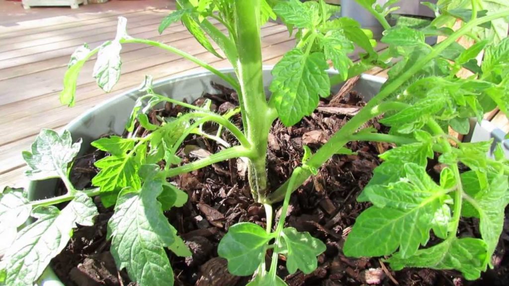 Gary Pilarchik: 60 Seconds or Sow: Identifying Tomato Suckers for Pruning – The Rusted Garden 2013 60 Seconds or Sow: Identifying Tomato Suckers for Pruning - The Rusted Garden 2013