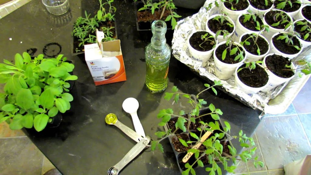 60 Seconds or Sow: How to Use Baking Soda to Fight Powdery Mildew - The Rusted Garden 2013