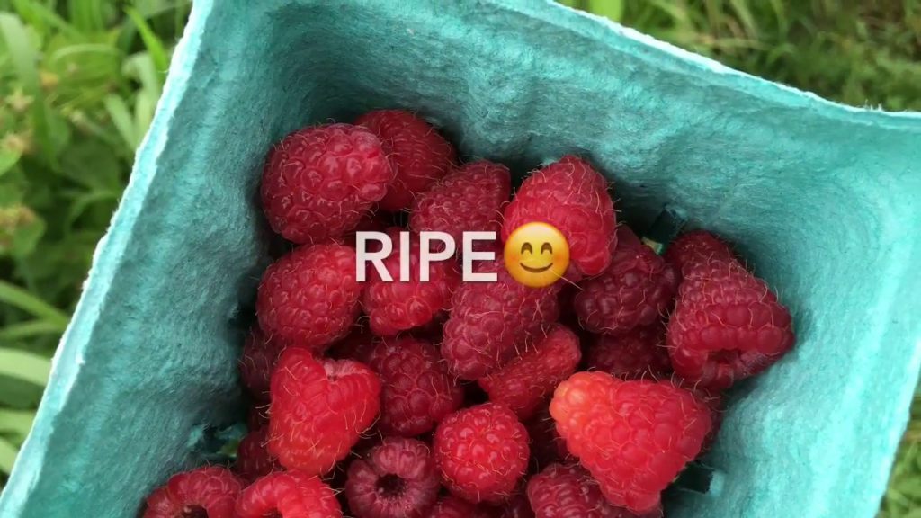 MIgardener: U-Pick Raspberry Tips! U-Pick Raspberry Tips!