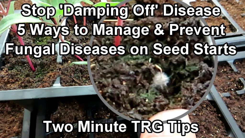 Gary Pilarchik: How to Prevent & Manage 'Damping Off' and Other Fungal Diseases on Seed Starts: Two Minute TRG Tips How to Prevent & Manage 'Damping Off' and Other Fungal Diseases on Seed Starts: Two Minute TRG Tips