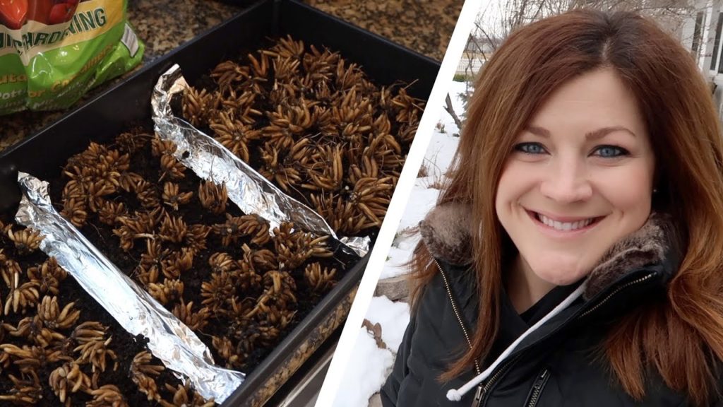 Pre-sprouting Ranunculus & Anemones + a Bit of Organizing in the Barn! 👩‍🌾👍😊 // Garden Answer