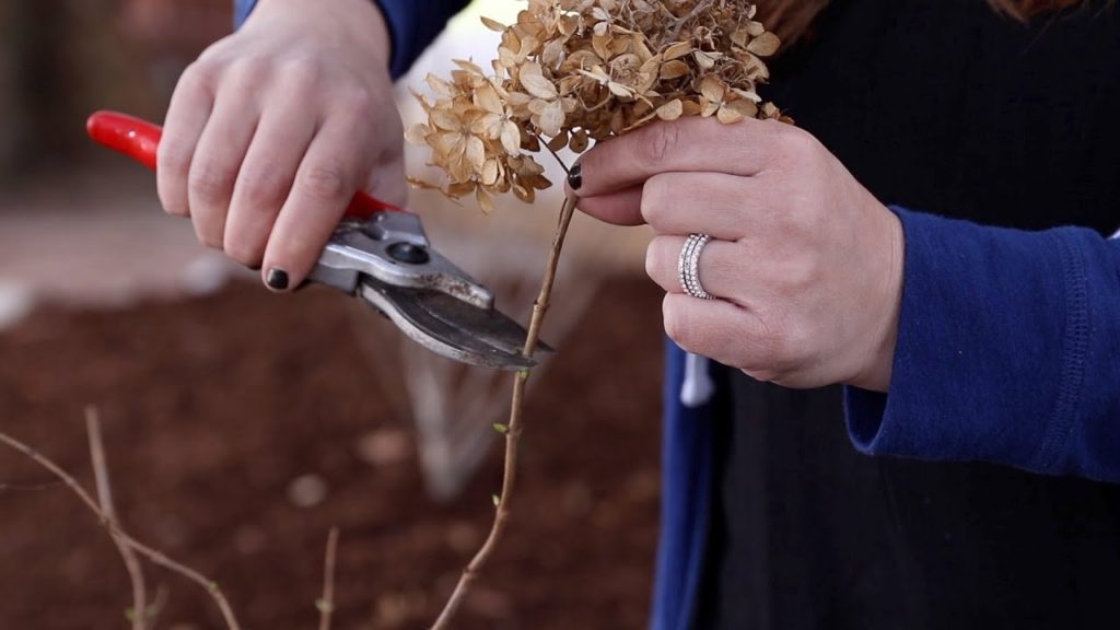 How to Trim a Panicle Hydrangea! ✂️🌿💚 // Garden Answer