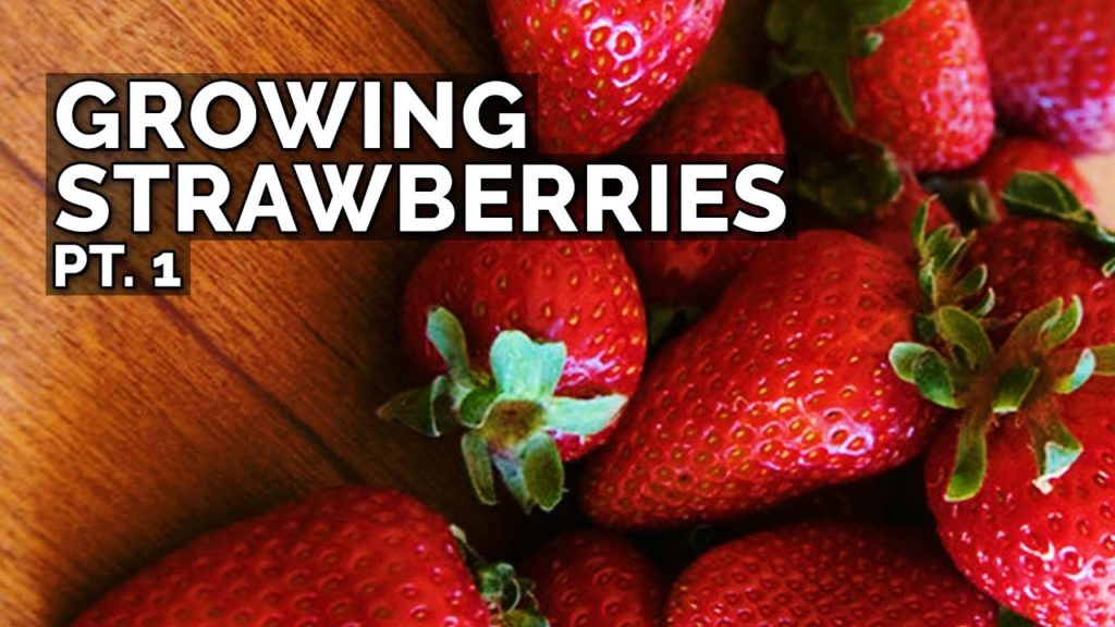 How to Grow Strawberries (Part 1): Planting Bare Root Strawberries, Sun, and Soil