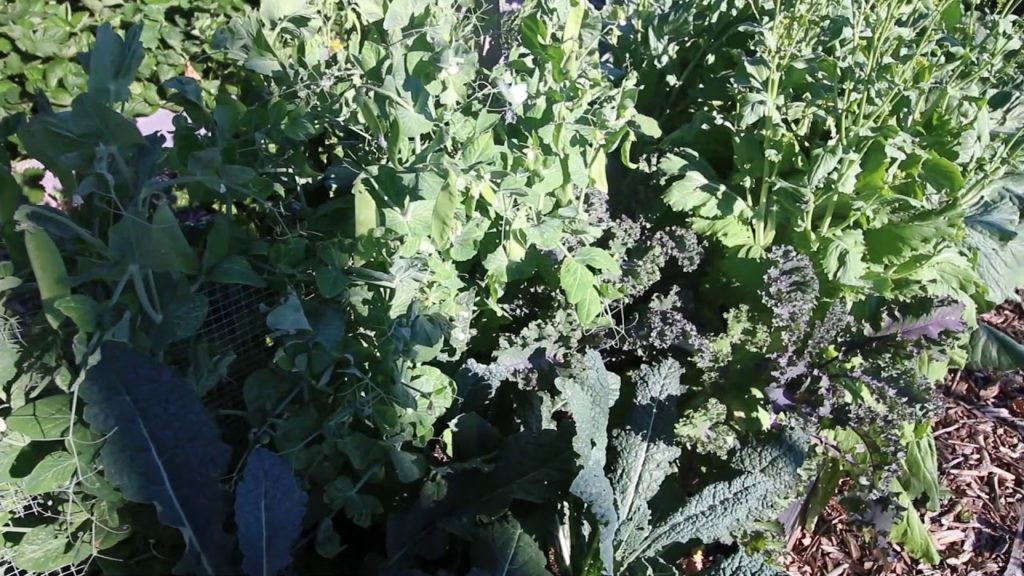 Harvesting Peas In July?!?! You Bet!