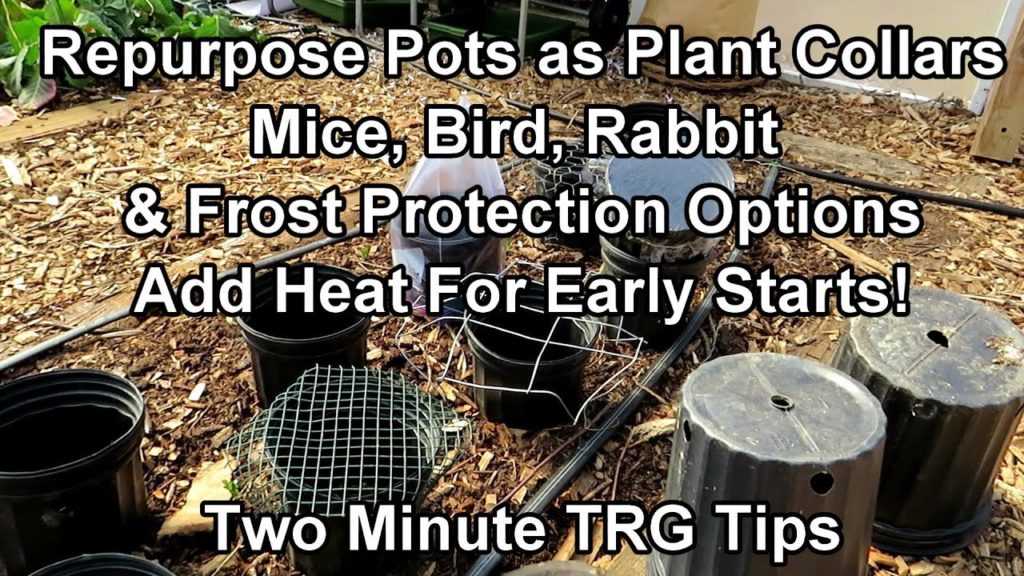 Gary Pilarchik: Repurpose Pots as Plant Collars for Mice, Bird, Rabbit & Frost Protection: Two Minute TRG Tips Repurpose Pots as Plant Collars for Mice, Bird, Rabbit & Frost Protection: Two Minute TRG Tips