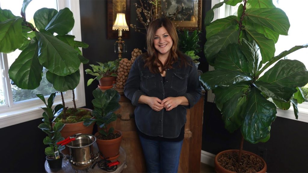 Fiddle Leaf Fig Care Guide! 🌿 // Garden Answer