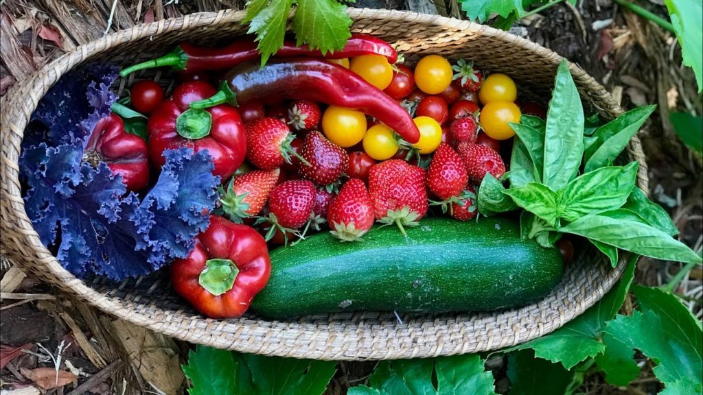 🍅LIVE: Ideas for Sharing Our Vegetable Gardens //Community Discussion, Q & A (REPLAY)