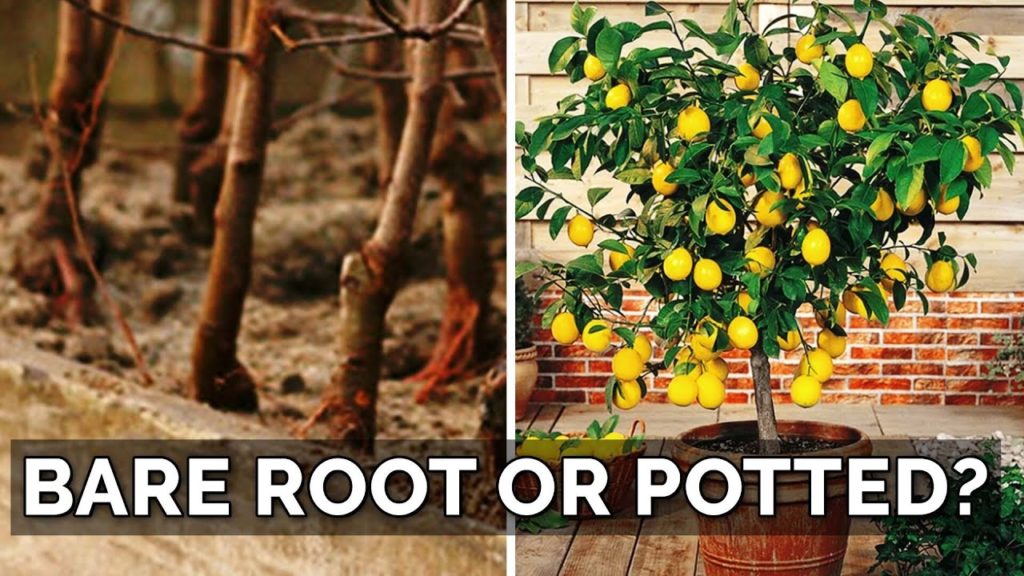 Potted vs. Bare Root Fruit Trees: Which to Choose? 🌳 🍑 🥑