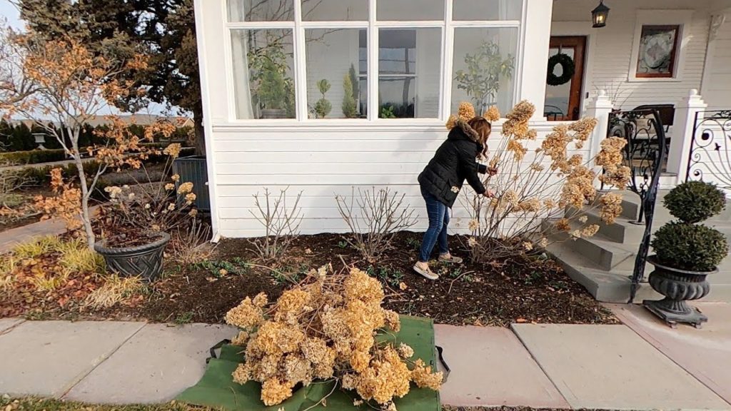 Pruning Hydrangeas (Shrub & Tree Form), Hellebore Cleanup & More Sweet Pea Planting! 🌿✂️🥰