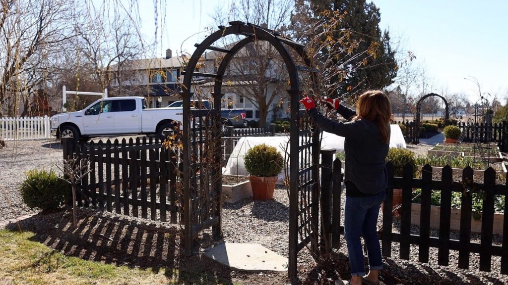 Pruning Climbing Roses on a Trellis, Arbor & Obelisk! 🌹✂️🌿 // Garden Answer