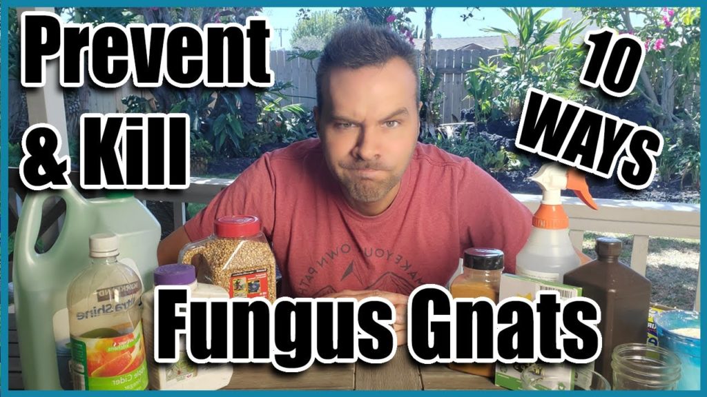 California Garden TV: 10 Ways Prevent & Kill Fungus Gnats in Seedlings and Houseplants 10 Ways Prevent & Kill Fungus Gnats in Seedlings and Houseplants