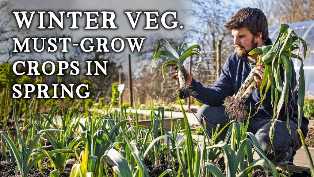 Huw Richards: 15 Hardy Crops to Sow in Spring For WINTER ABUNDANCE | Productive Winter & Hungry Gap Harvests 15 Hardy Crops to Sow in Spring For WINTER ABUNDANCE | Productive Winter & Hungry Gap Harvests