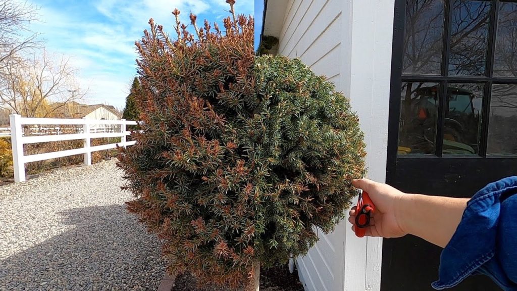 Trimming Spruce Topiaries, Planting Spring Stuff & Potting Up Seedlings! ✂️🌲🌿 // Garden Answer