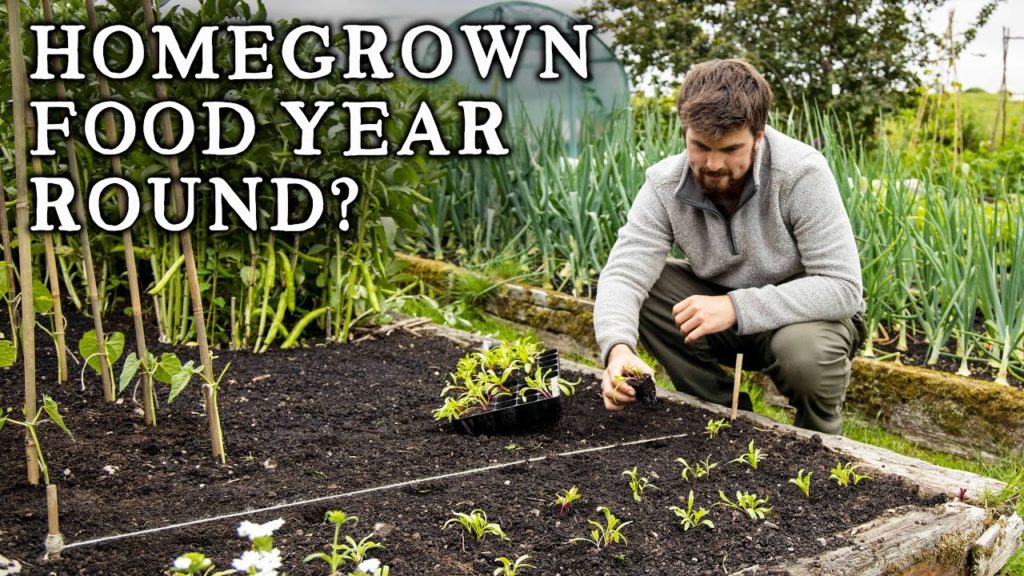 The Simple Way to Becoming Self-Sufficient in Homegrown Produce | Taking the First Steps