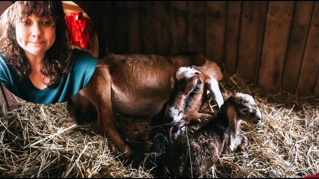 Full Goat BIRTH on the homestead & something I’ve never seen (locked and loaded) | VLOG