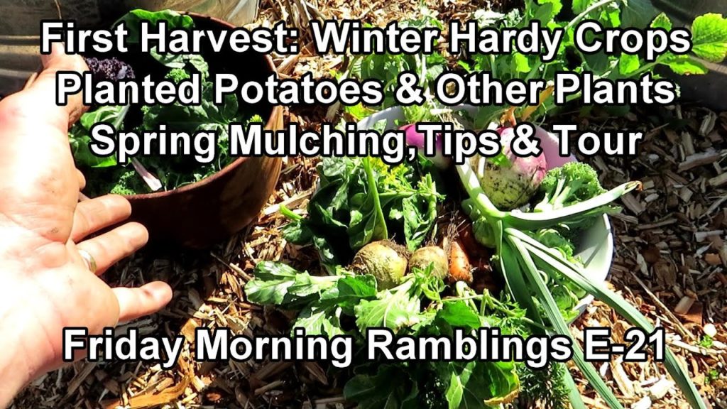 Spring Mulching, First Harvest of Winter Hardy Crops, Potatoes & Tour: FM Garden Ramblings  E-21