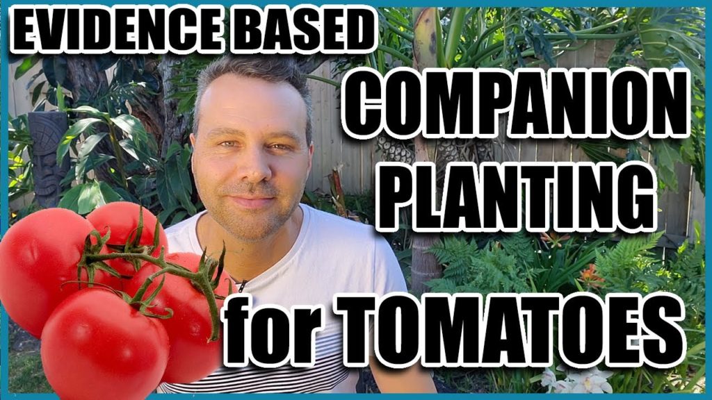 Companion Planting for Tomatoes (14 Evidence Based Planting Combinations)