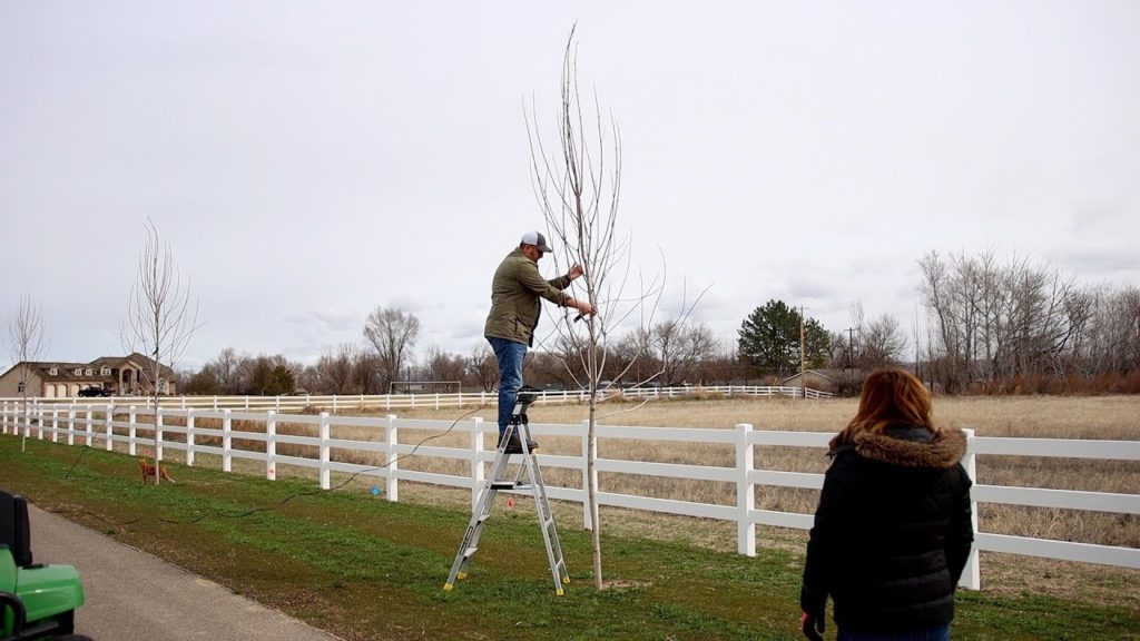 Garden Answer: Working On Our Autumn Blaze Maples! 🌳🍁 // Garden Answer Working On Our Autumn Blaze Maples! 🌳🍁 // Garden Answer