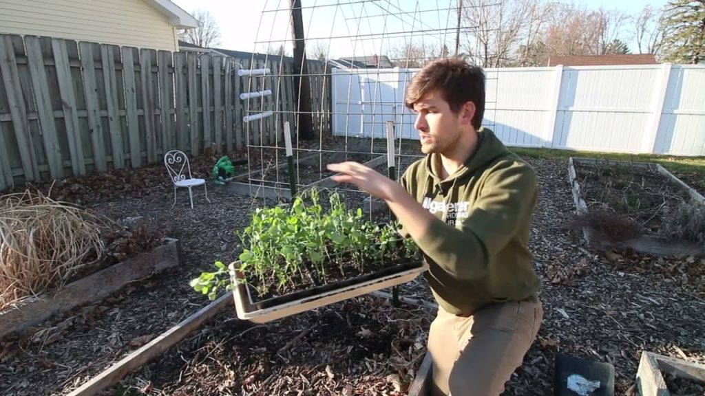 Planting Out The First Plants of This Year’s Garden