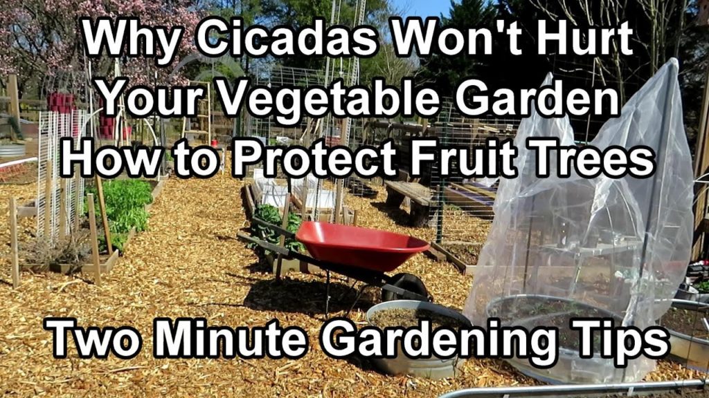 Gary Pilarchik: Will Cicadas Harm My Vegetable Garden? (Nope) & How to Protect Fruit Trees: Two Minute TRG Tips Will Cicadas Harm My Vegetable Garden? (Nope) & How to Protect Fruit Trees: Two Minute TRG Tips