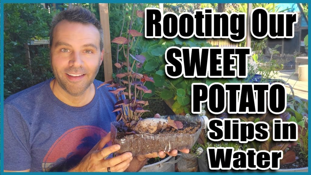 How to Grow Sweet Potatoes - Rooting Sweet Potato Slips in Water