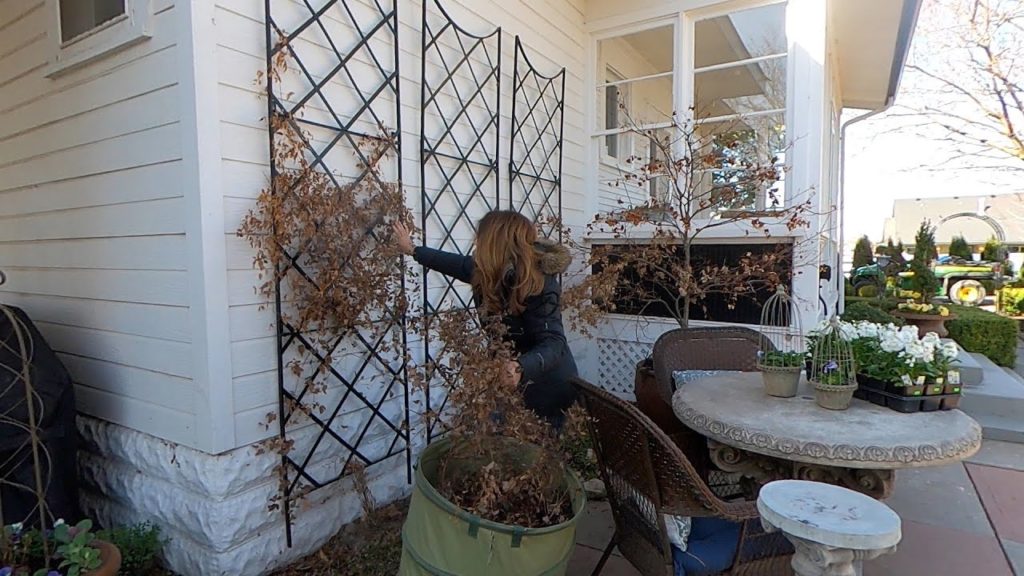 Garden Answer: Pruning Clematis, Flower Bed Cleanup, Planting Stock & Mini Hellebore Tour! 🥰💚 Pruning Clematis, Flower Bed Cleanup, Planting Stock & Mini Hellebore Tour! 🥰💚