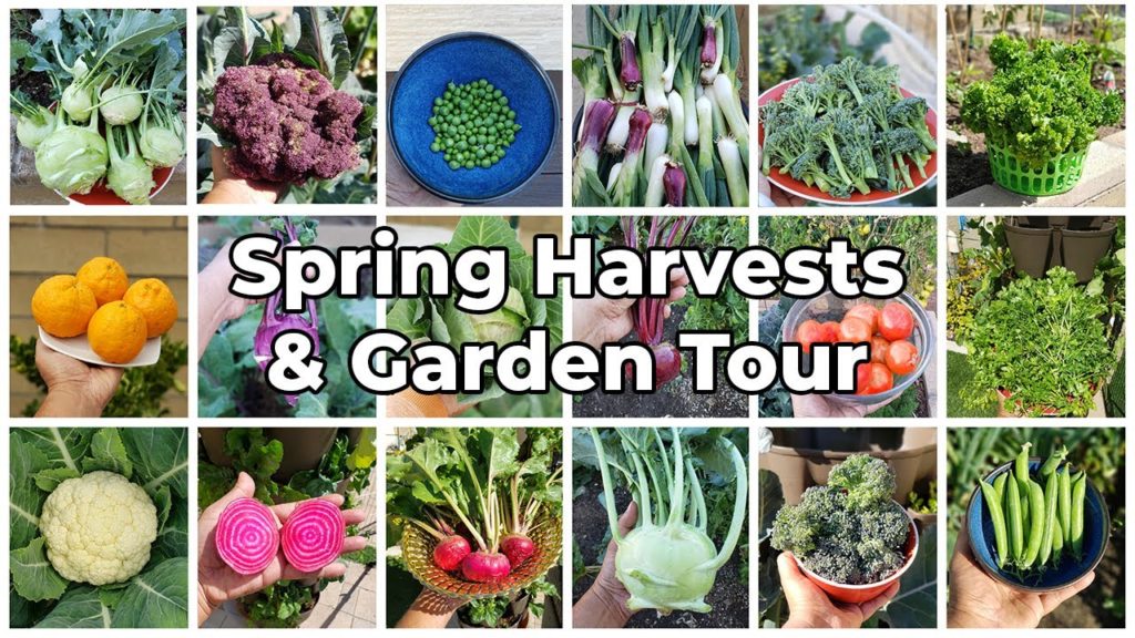 The California Garden - Spring Harvests, March 2021 Garden Tour, Gardening Tips & More!