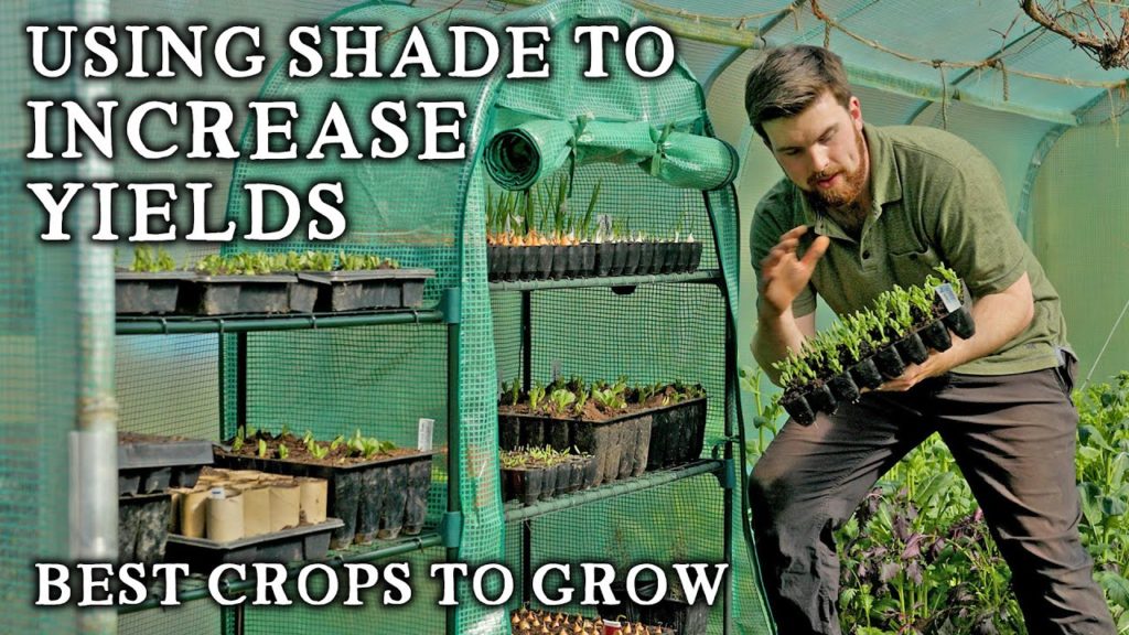 7 Edible Crops Perfect to Grow in Shady Corners | How to Get More From Your Vegetable Garden